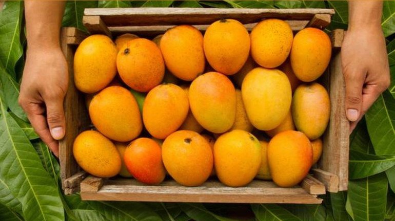 Alphonso Mangoes